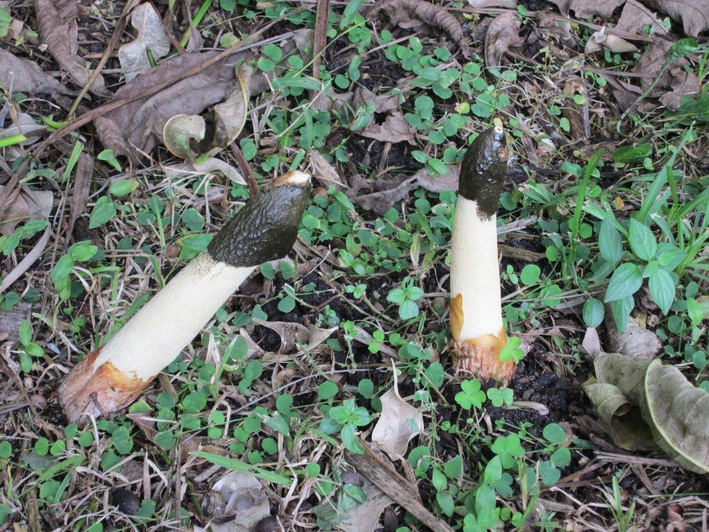 is that a penis mushroom in my backyard? | Big Girl Life 